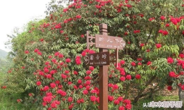 男人会亲不爱的人的花园吗？谈情说爱中的心理与情感纠葛解析