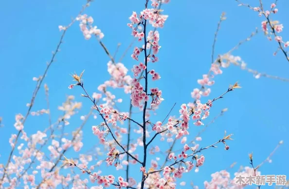 用我的手指拨动你的心弦樱花，感受那份细腻与温柔，仿佛春风拂面般的美好瞬间