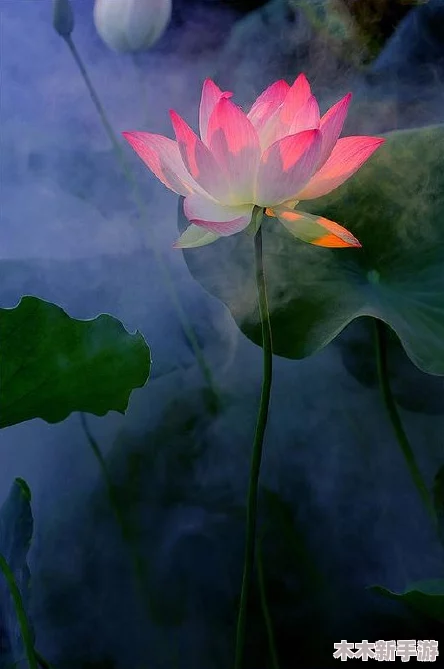 高清图片赏析：藏传肉莲花图片高清大全欣赏
