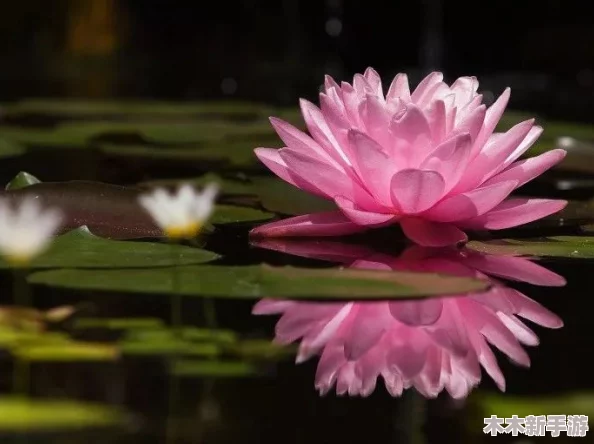 高清图片赏析：藏传肉莲花图片高清大全欣赏