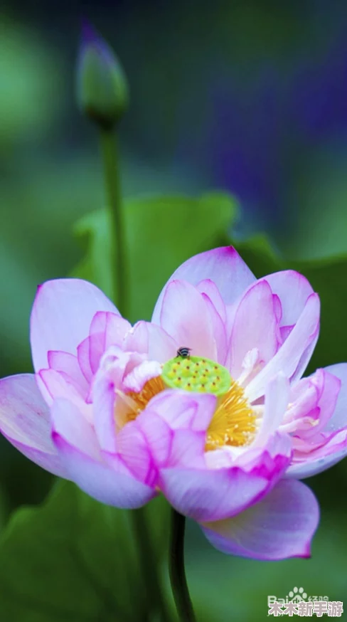 高清图片赏析：藏传肉莲花图片高清大全欣赏