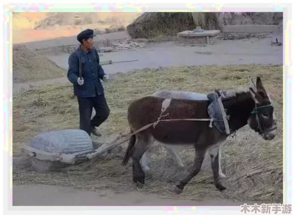 dj粗口歌摸摸你的头小毛驴：震撼人心的音乐作品，引发深思