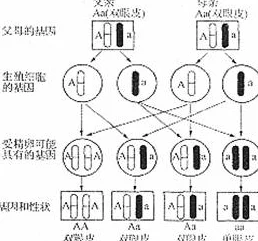 亚洲人与欧洲人染色体的区别：深入探讨两大族群基因遗传差异