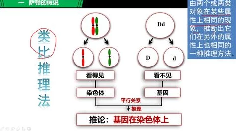 亚洲人与欧洲人染色体的区别：深入探讨两大族群基因遗传差异