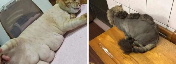猫咪网站最新地域网名怎么取？精准命中用户喜好的关键词是成功的关键