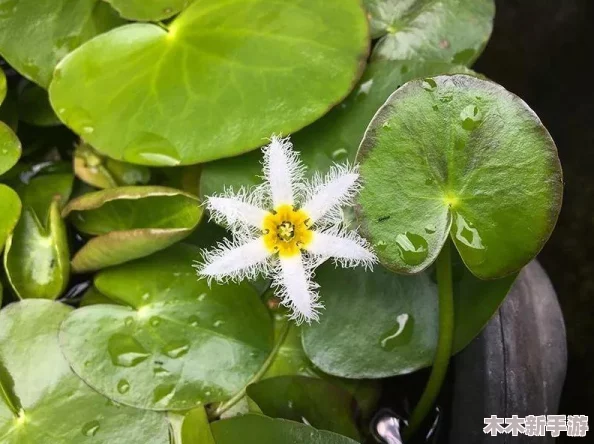 玩具入侵by金银花露：全球热门抖音挑战大揭秘