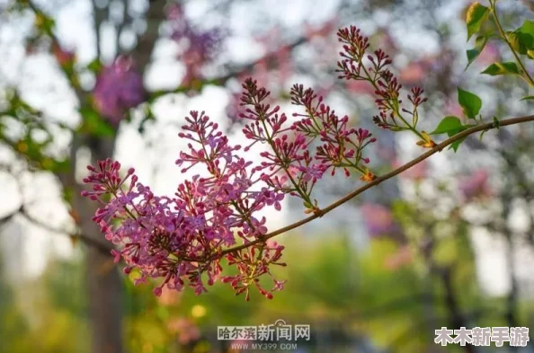 丁香花婷婷：绽放于暮春时节的芬芳，倾听来自自然的低语与生命的赞歌