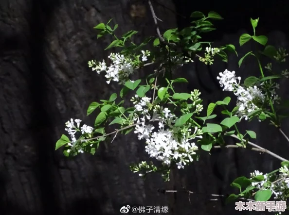 丁香花婷婷：绽放于暮春时节的芬芳，倾听来自自然的低语与生命的赞歌