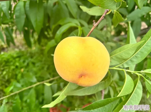 坤坤寒进桃子里嗟嗟嗟，带你感受夏日清凉与甜蜜的奇妙碰撞