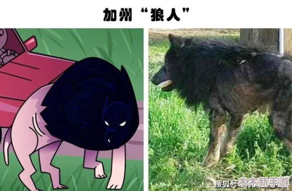 人的能进入羊的水门吗？看动物界奇妙现象与人类互动的新视角