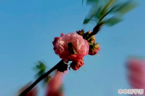 含苞欲放的桃花那是春天的嘴唇吧，绽放在疫情后的希望与美好中