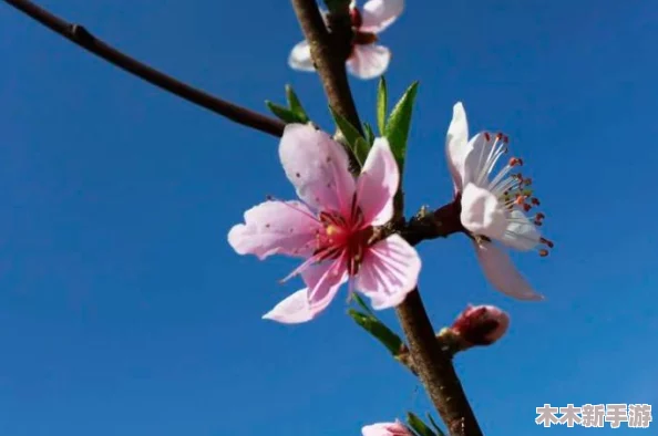 含苞欲放的桃花那是春天的嘴唇吧，绽放在疫情后的希望与美好中