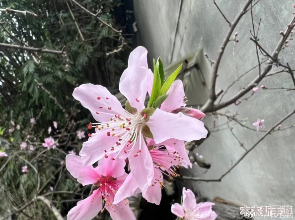 含苞欲放的桃花那是春天的嘴唇吧，绽放在疫情后的希望与美好中