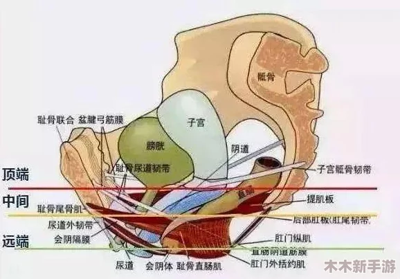 八重神子被插阴道：震撼！这是何等残忍的行为？
