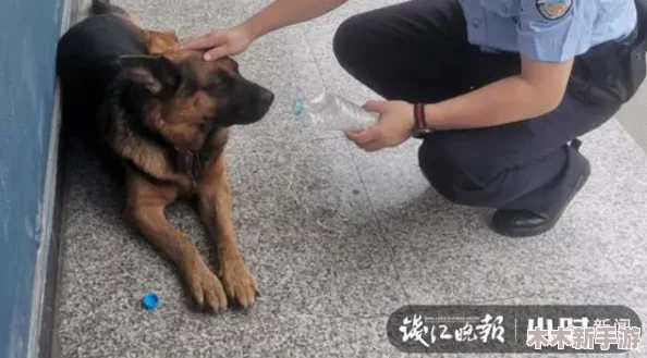 张警犬9分10秒头撞玻璃夸克，勇敢精神感动无数网友，引发热议与讨论