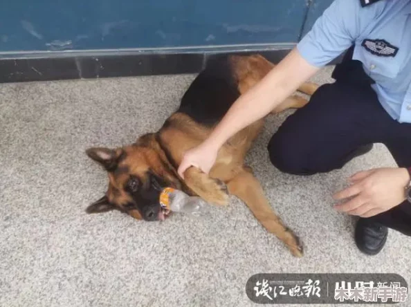 张警犬9分10秒头撞玻璃夸克，勇敢精神感动无数网友，引发热议与讨论