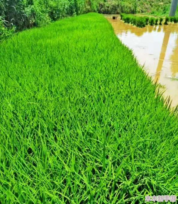 光腿拨萝卜：夏日清凉穿搭与美食的完美结合，享受生活每一刻