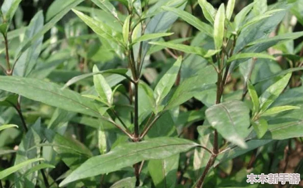 含羞草品种盘点含羞草四大品种：多样性与观赏价值并存，值得一看！
