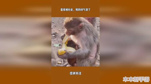 男生女生一起努力生猴子不盖被子视频，搞笑互动引发热议，青春校园生活的真实写照