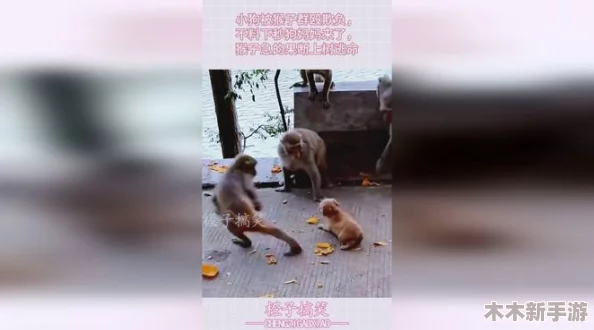 男生女生一起努力生猴子不盖被子视频，搞笑互动引发热议，青春校园生活的真实写照