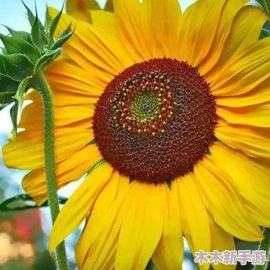 向日葵视频网：阳光般温暖，花开般绚烂，让你的视界绽放精彩