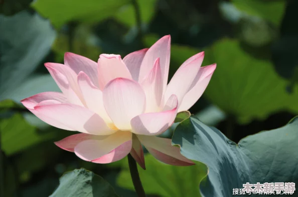 刚偷过人的莲花特征，网友热议其神秘魅力与禁忌之美引发的深思与讨论