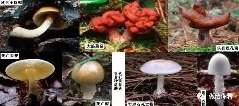 吃瓜网曝揭秘黑料蘑菇，真相令人震惊，背后故事引发热议与反思