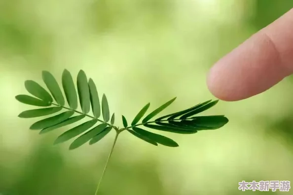 含羞草2024隐藏路径：如何在游戏中快速获取稀有资源与技巧分享