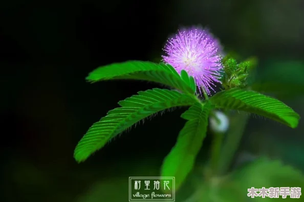 含羞草2024隐藏路径：如何在游戏中快速获取稀有资源与技巧分享