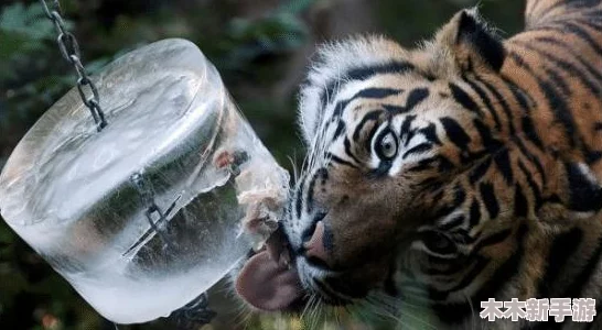 四虎4hu换哪个网名了？最新消息曝光，网友：这下真的没救了