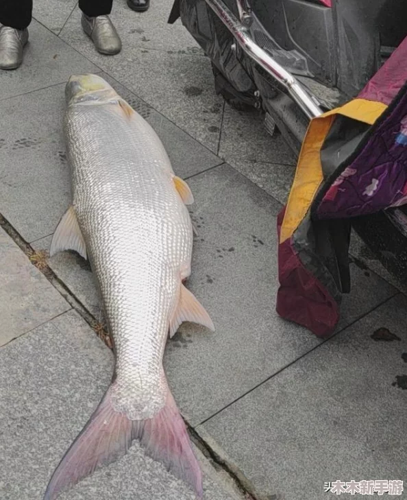 探索海洋食物链：不同海域顶级掠食鱼种实力比拼