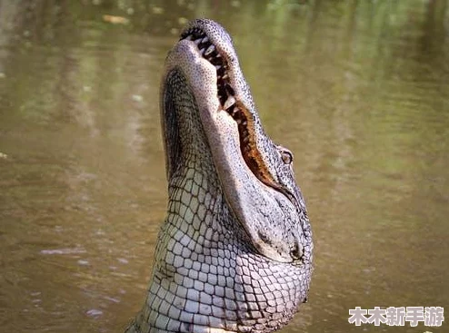 探索海洋食物链：不同海域顶级掠食鱼种实力比拼