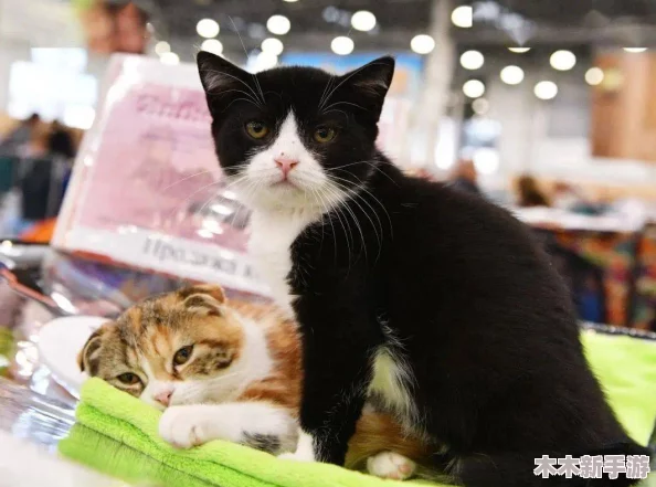小黄猫传媒：萌宠界的网红工厂，打造你的猫咪明星梦
