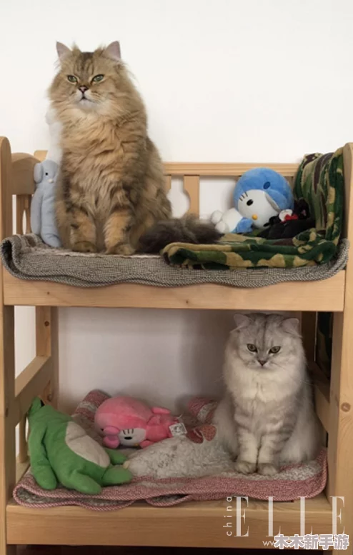 小黄猫传媒：萌宠界的网红工厂，打造你的猫咪明星梦