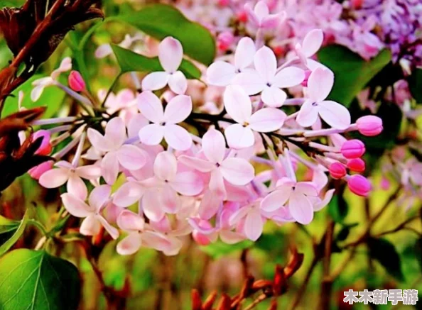 丁香花婷婷：在春日阳光下绽放的浪漫与温暖，感受自然之美的魅力与诗意