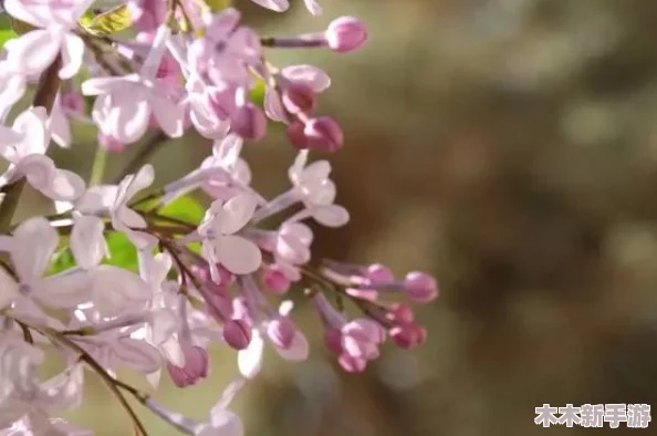 丁香花婷婷：在春日阳光下绽放的浪漫与温暖，感受自然之美的魅力与诗意