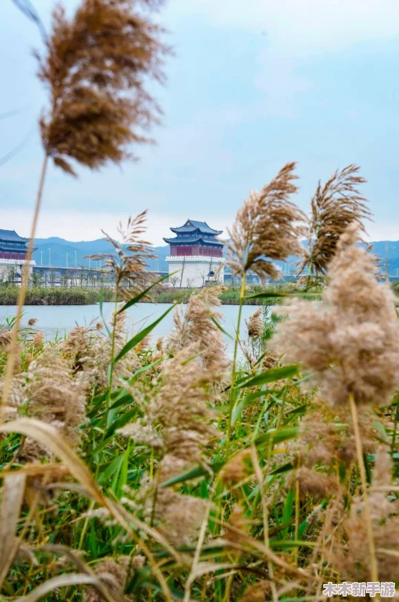 在芦苇地里要妈妈要说福原文，这篇文章讲述了亲情与大自然交融的感人故事，值得一读