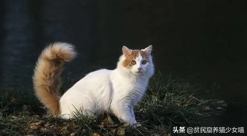 探寻贪玩传奇游戏系列 最古老原始版本的珍贵印记