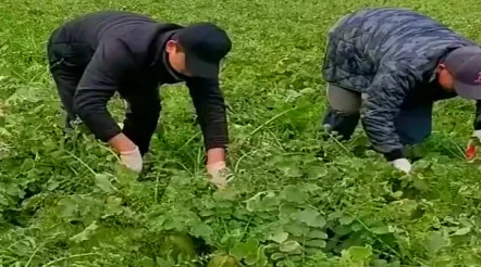 二人世界拔萝卜第一人：惊险刺激，笑料百出，欢乐无限