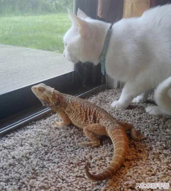 热血江湖中各具特色的猫咪，哪一只颜值更胜一筹引人瞩目