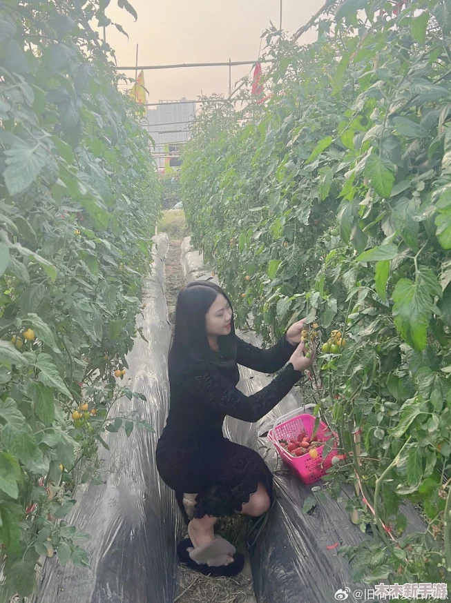 丝瓜草莓2024：解锁甜蜜农场，种出你的美味人生！快来体验田园新乐趣
