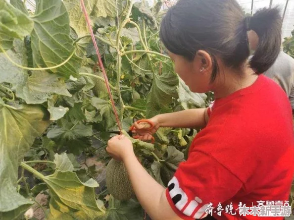 “五一吃瓜网：畅享五一假期，品味美食与欢乐的完美结合”