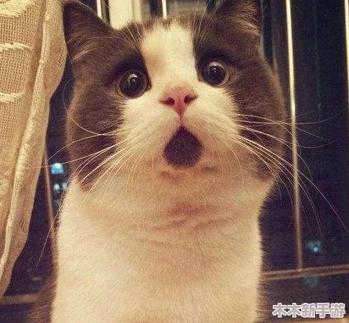 51吃瓜今日吃瓜必吃胖猫吃瓜中心：明星八卦、绯闻爆料、娱乐花边报道