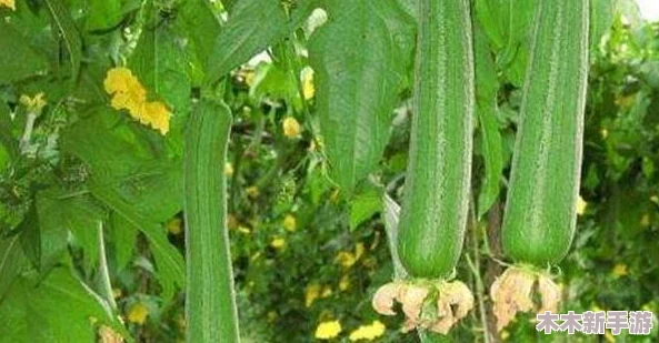 丝瓜草莓2024：探索这种新奇水果的美味与营养，让你的味蕾体验前所未有的惊喜与享受！
