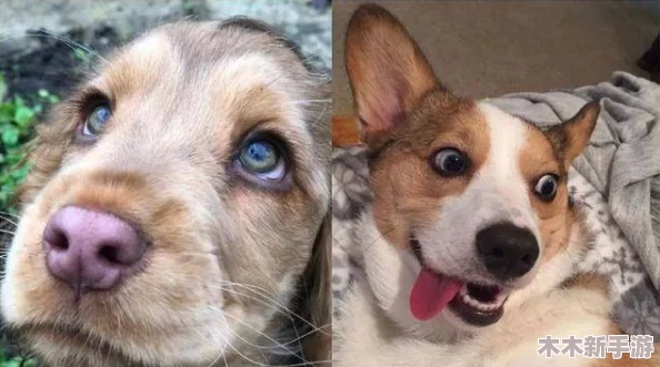 17c母狗：性感火辣、诱人迷人的美女犬展示