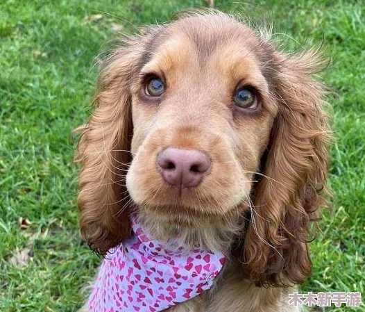 17c母狗：性感火辣、诱人迷人的美女犬展示