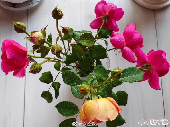 强开嫩花苞太紧了，细心呵护才能绽放最美的花朵