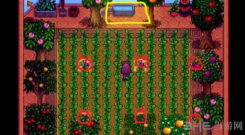 星露谷物语中甜菜的种植特性与获取方式详解