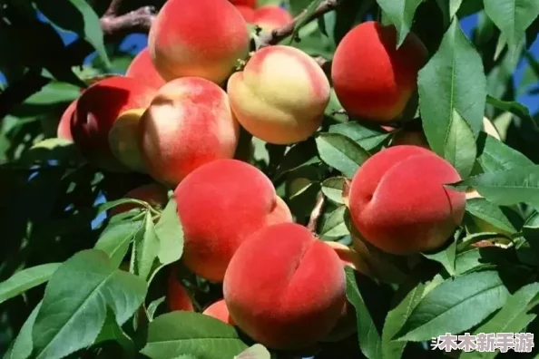 蜜桃91：揭秘这个数字在不同文化中的象征意义