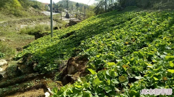 网站正能量直接进入主页可以吗？用户评价：这个功能太实用了，给我带来了很多方便和积极的能量！